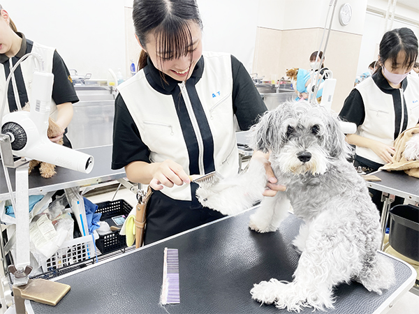 ☆先輩のトリミングを見学☆